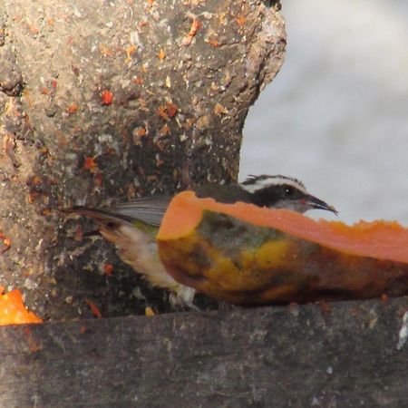 Pousada Da Lucinha Canoa Quebrada Pokoj fotografie